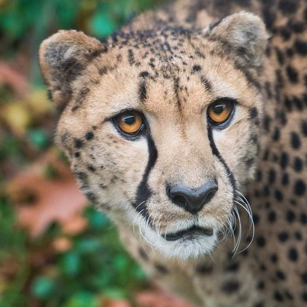 Cleveland Metroparks Zoo