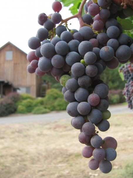 California Wine Country Wedding Packages