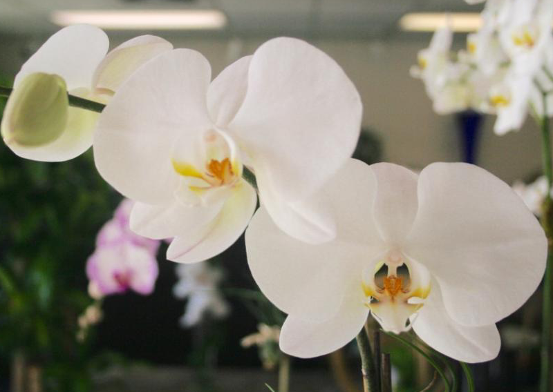 The Boca Raton Florist