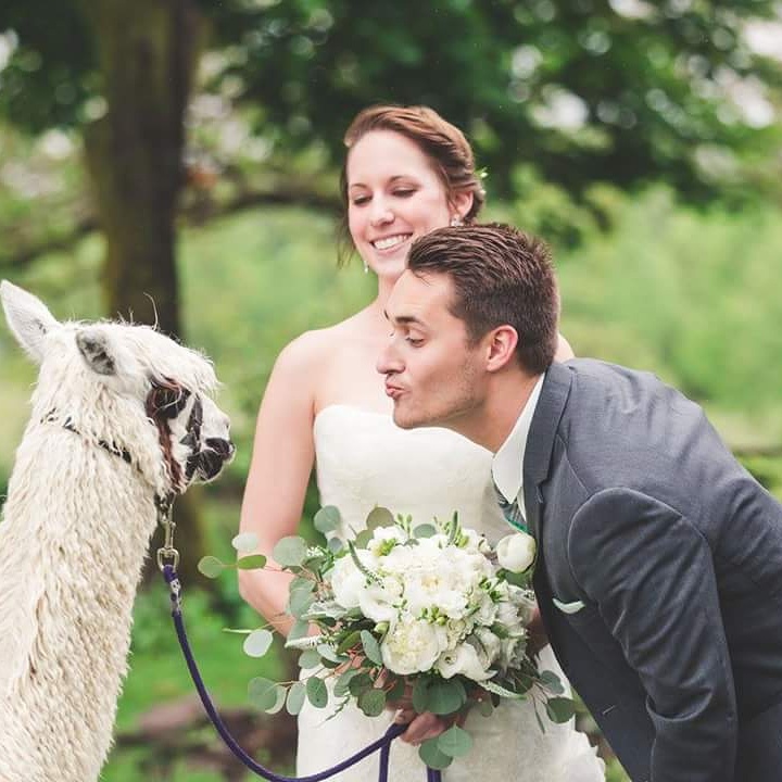 Dragonfly Alpacas LLC