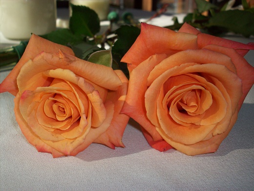 Elder Rose Ministries